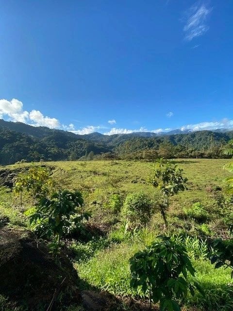 Established hardwood trees on the estate