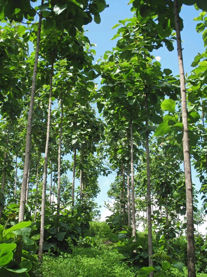 Ancient hardwood trees on the estate