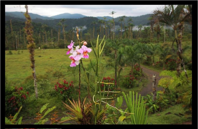 Pink orchid in bloom with sweeping valley views